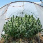 Cultiva tus propias violetas silvestres en casa con estos consejos