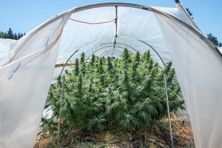 cultiva tus propias violetas silvestres en casa con estos consejos