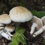 Cultiva tus propios champiñones en casa: guía paso a paso