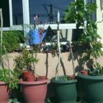 Cultiva tus propios espárragos verdes en casa: guía práctica