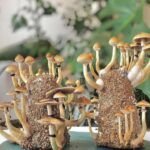 Cultiva tus propios hongos en casa: guía para principiantes