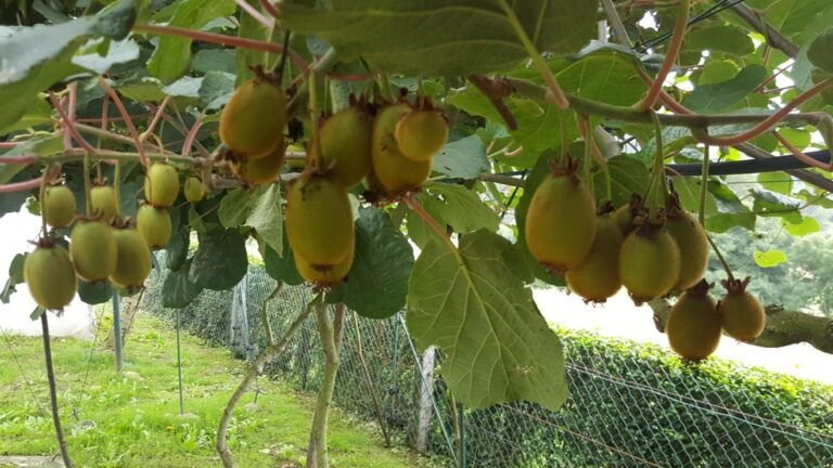 cultiva tus propios kiwis aprende como sembrarlos desde la semilla