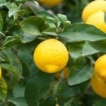¡Cultiva tus propios limones en casa con estos consejos!