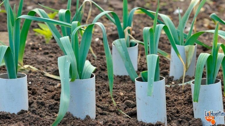 cultiva tus propios olivos desde la semilla en casa