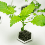 Cultiva tus propios pinos: guía para germinar piñas