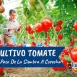 Cultiva tus propios tomates: Guía para sembrar semillas en casa