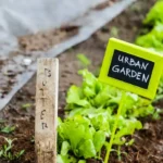 Cultiva tus propios vegetales en casa de manera fácil