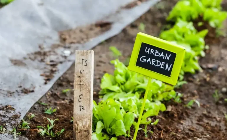 cultiva tus propios vegetales en casa de manera facil
