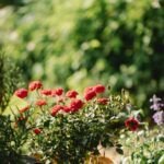 Cultiva un hermoso rosal en casa: Guía para sembrar en maceta