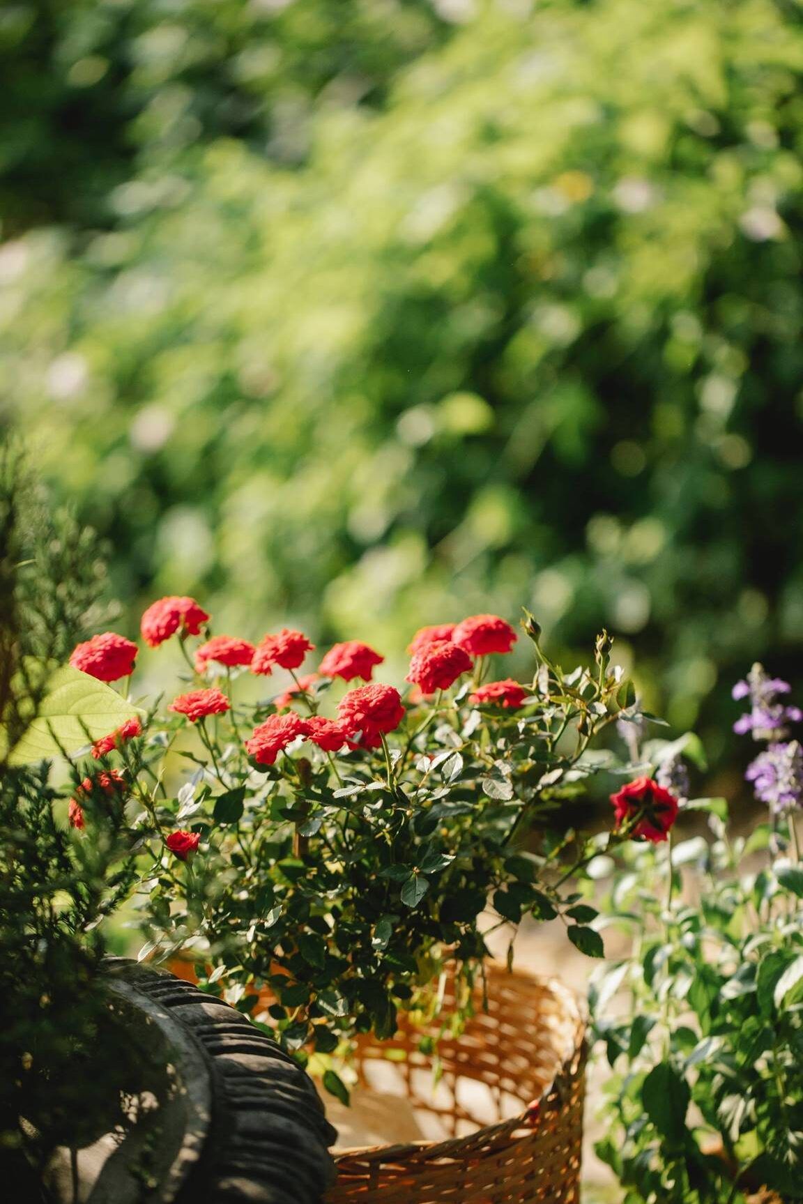Cultiva un HERMOSO ROSAL en CASA - Guía FÁCIL en Maceta