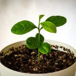 Cultiva un limonero desde cero: Guía paso a paso