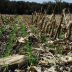 Cultiva una cosecha de éxito en septiembre en Córdoba