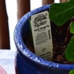 Cultiva una higuera en maceta: guía completa