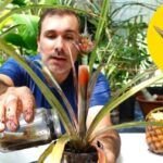 Cultiva una piña en agua: guía sencilla paso a paso