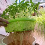 Cultiva verduras hidropónicas en casa: Guía práctica paso a paso