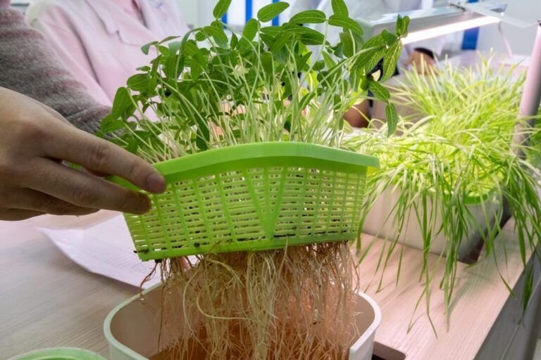 cultiva verduras hidroponicas en casa guia practica paso a paso