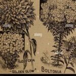 Cultiva zinnias exuberantes desde semillas: guía paso a paso