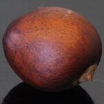 Cultivar aguacate: aprende cómo hacerlo desde un hueso en casa