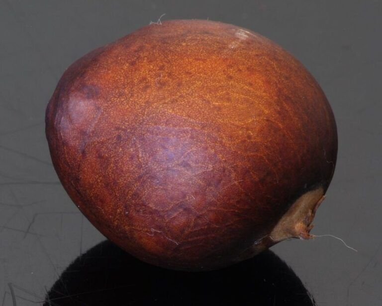 cultivar aguacate aprende como hacerlo desde un hueso en casa