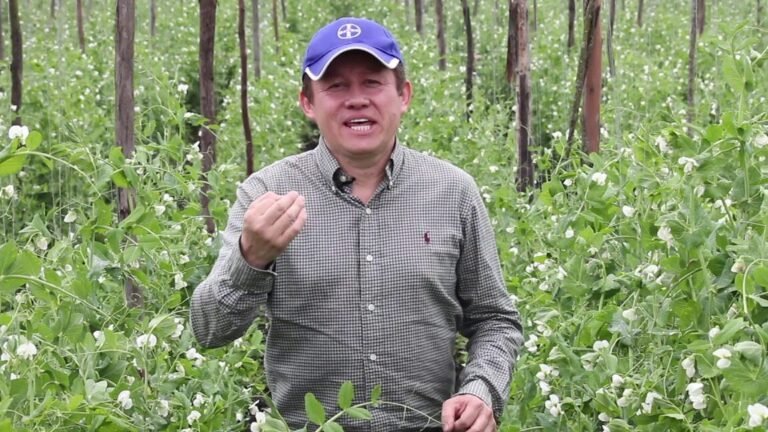 ¡Aprende a Plantar Arvejas y Disfruta de tus Propias Cosechas!
