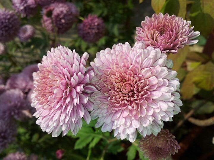 cultivar dalias consejos para un jardin colorido