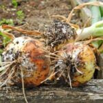 Cultivar jengibre en el campo: guía completa para cosechar con éxito