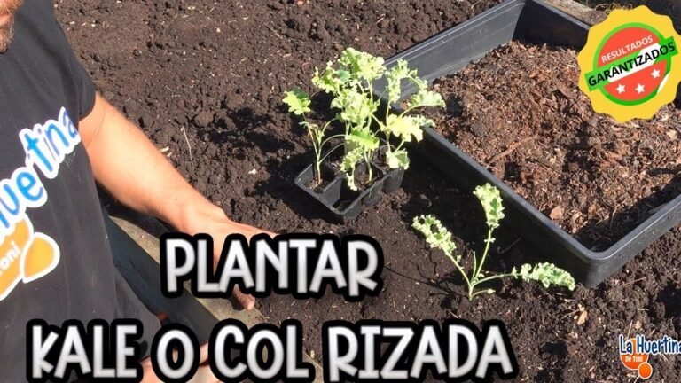 Descubre el secreto para cosechar un kale increíble y saludable en tu jardín