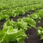 Descubre los secretos para cultivar lechugas abundantes en tu balcón con estos 10 tips infalibles