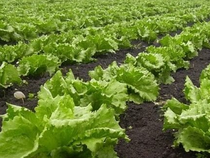 Descubre los secretos para cultivar lechugas abundantes en tu balcón con estos 10 tips infalibles