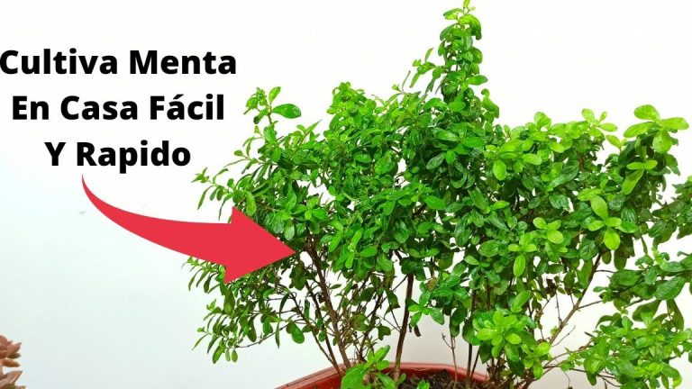 Planta de menta verde en maceta para aprender a cultivar menta