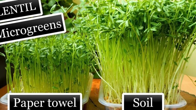 cultivar microgreens