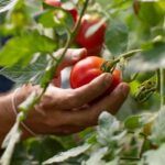 Cultivar tus propios alimentos en casa: ¡fácil y delicioso!