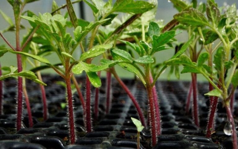 cultivar zanahorias en casa aprende a sembrarlas desde cero