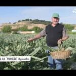 Guía completa: aprende cómo plantar alcachofas en casa con un agricultor en un extenso huerto y una cesta de cosecha