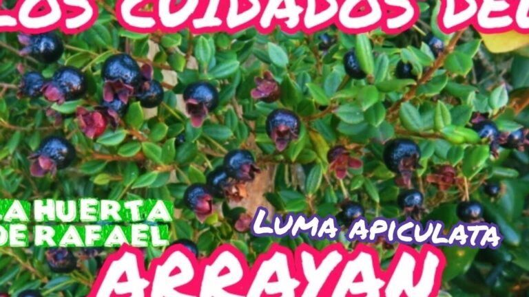 Descubre los Secretos para Plantar Arrayanes con Éxito