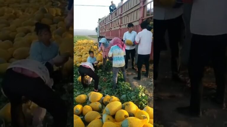 ¡Descubre cómo plantar cantalupos y disfrutar de su dulce sabor en casa!