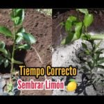 Descubre el secreto para cultivar cítricos en macetas y transforma tu hogar en un paraíso frutal