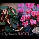 Descubre cómo plantar cyclamenes y llenar tu jardín de belleza con cyclamenes en brote y flores rosas sobre hojas oscuras y tierra para trasplante.