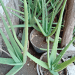¡Cultiva plantas saludables con aloe vera en casa!