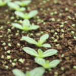 Germina verbena en 3 pasos para un jardín vibrante