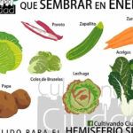 Cultivo en febrero: qué sembrar en el jardín en pleno invierno