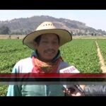Hombre campesino con sombrero siendo entrevistado en un cultivo, ¡Descubre cómo plantar epazote y disfrutar de su aroma único en casa!