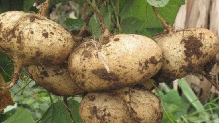 Descubre la increíble jícama: la planta trepadora que esconde deliciosos tubérculos que transformarán tus comidas