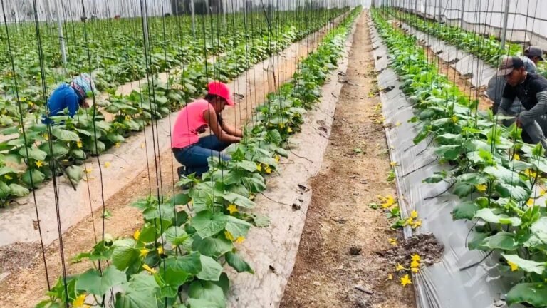 ¡Descubre los secretos para plantar pepinos con éxito!