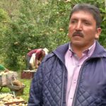 ¡Descubre el secreto para plantar peras en tu jardín de forma fácil y exitosa! Hombre en primer plano en un huerto de perales con trabajadores y cajas de peras durante la cosecha.