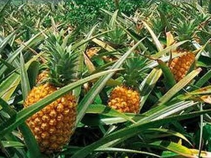 Aprende a plantar sabrosas piñas con estos sabios consejos