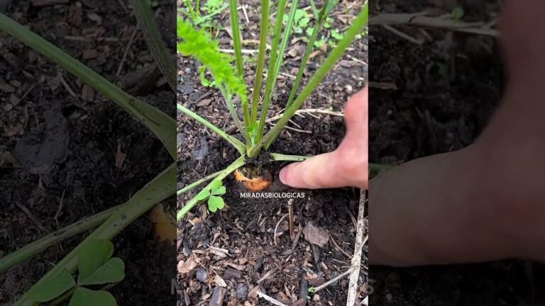 cultivo verduras