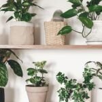 Cultivos a la sombra: descubre qué plantar en lugares con poca luz