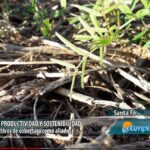 Descubre cómo el centeno puede transformar tu suelo en invierno y potenciar tu cosecha como nunca antes