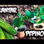 Guía completa para sembrar, cultivar y cosechar pepinos mostrando plántulas en vasos y pepinos frescos sobre tierra.